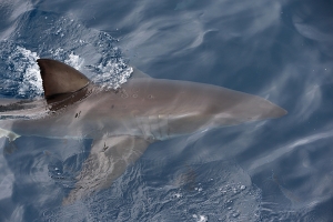 Great White from South Australia
