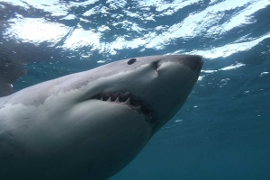 phoca_thumb_m_GW11 Photo Gallery