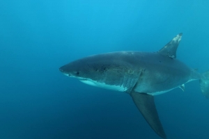 phoca_thumb_m_GW13 Photo Gallery