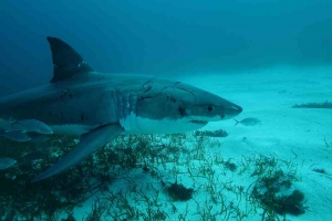 phoca_thumb_m_GW3 Photo Gallery