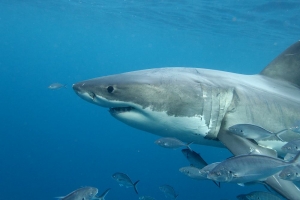 phoca_thumb_m_GW5 Photo Gallery