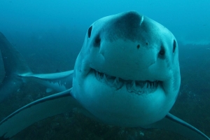 phoca_thumb_m_GW6 Photo Gallery
