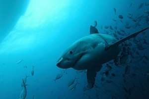 phoca_thumb_m_GW8 Photo Gallery
