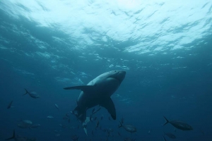 phoca_thumb_m_GW9 Photo Gallery