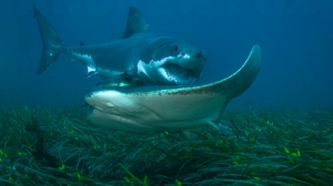 GREAT WHITE IN SOUTH AUSTRALIA