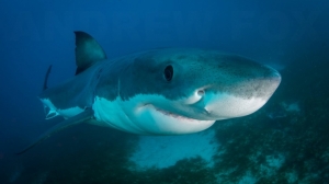 phoca_thumb_m_GB_bottom1 Photo Gallery