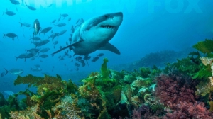 phoca_thumb_m_GB_bottom2 Photo Gallery