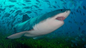 phoca_thumb_m_GB_bottom5 Photo Gallery