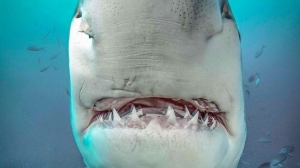 phoca_thumb_m_GB_bottom6 Photo Gallery