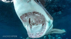 phoca_thumb_m_GB_surface10 Photo Gallery