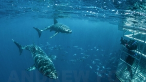 phoca_thumb_m_GB_surface3 Photo Gallery