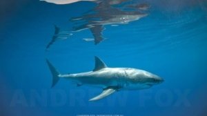 phoca_thumb_m_GB_surface4 Photo Gallery