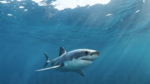 phoca_thumb_m_GB_surface5 Photo Gallery