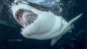 phoca_thumb_m_GB_surface8 Photo Gallery