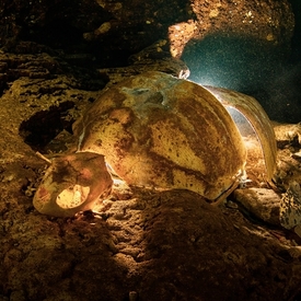 Kam se na Sipadanu koukne&scaron;, tam je želva